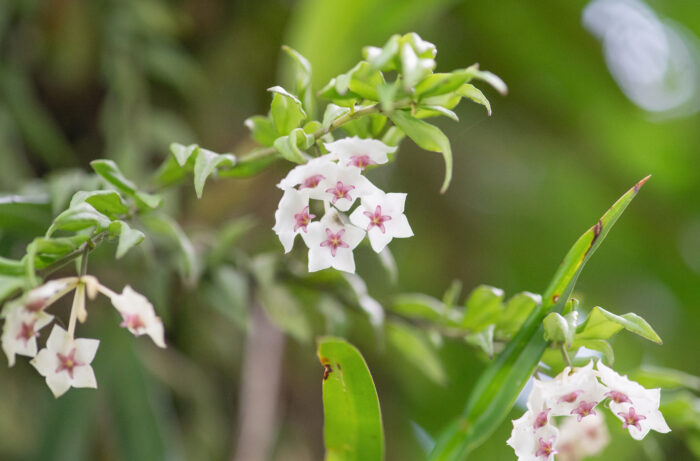 Miniature Wax Plant (Hoya bella)