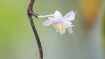 Sikkim plant (Dendrobium)