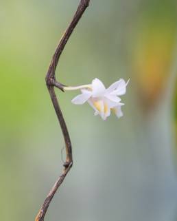 Sikkim plant (Dendrobium)