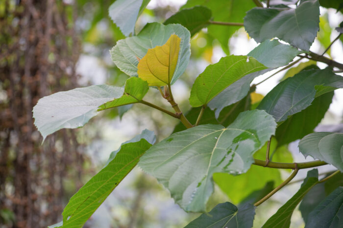 Roxburgh Fig (Ficus auriculata)