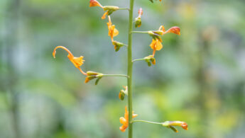 Sikkim plant (Globba)