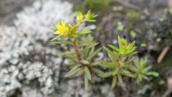 Sikkim plant (Crassulaceae)
