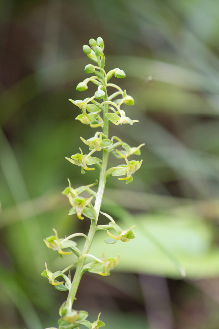 Sikkim plant (Orchidaceae)