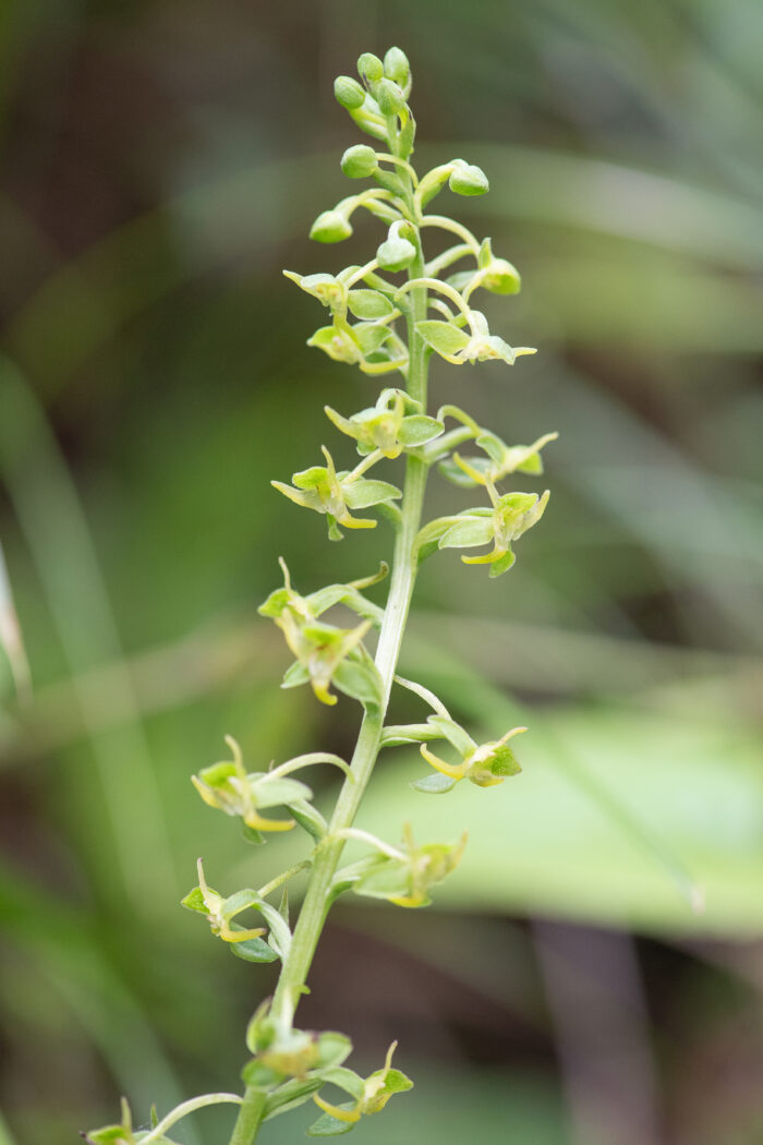 Sikkim plant (Orchidaceae)
