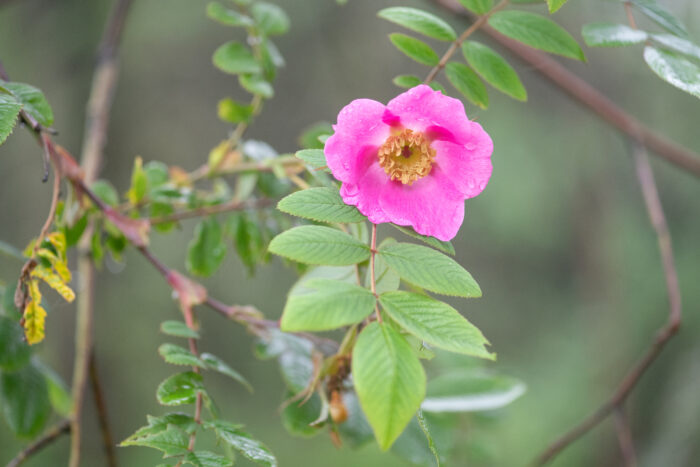 Rosa macrophylla
