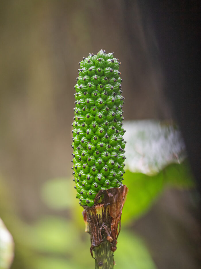 Sikkim plant (Arisaema)