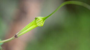 Sikkim plant (Arisaema)