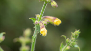 Salvia amplicalyx