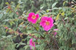 Rosa macrophylla