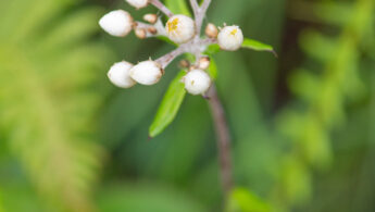 Sikkim plant (Gnaphalieae)