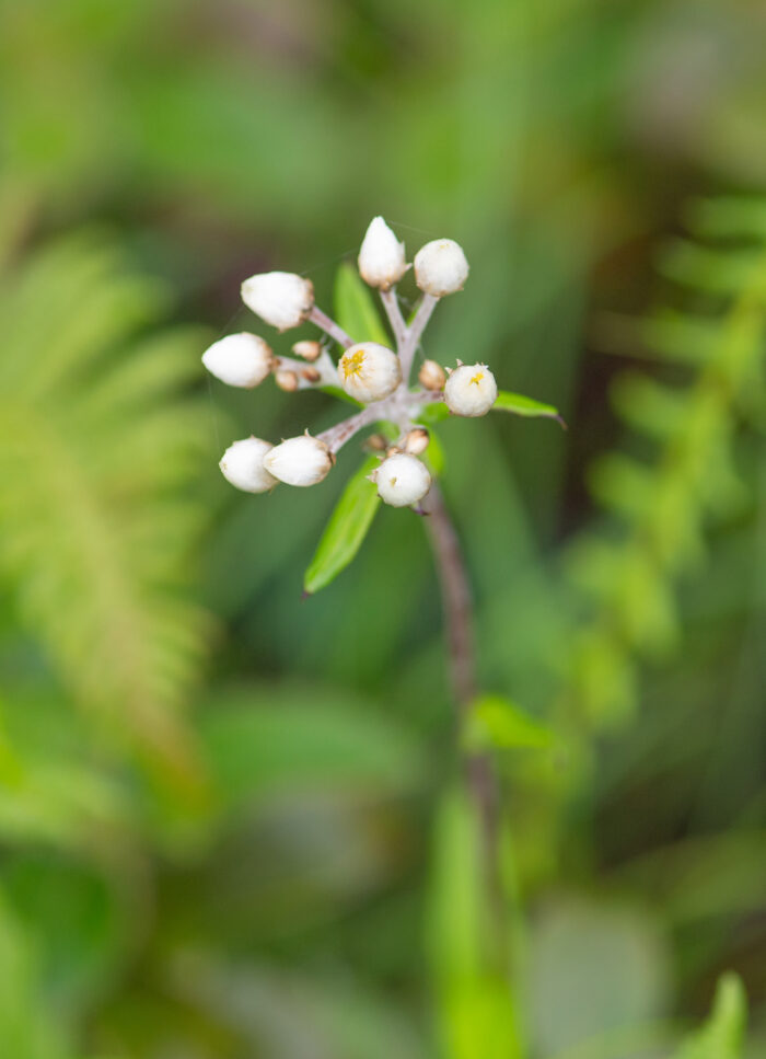 Sikkim plant (Gnaphalieae)