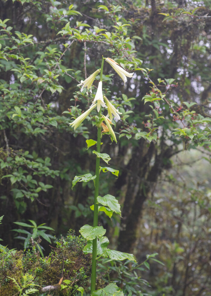 Giant Himalayan Lily (Cardiocrinum giganteum)