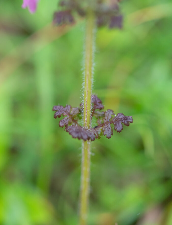 Pedicularis diffusa