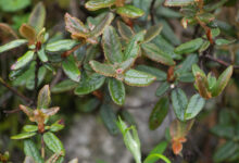 Sikkim plant (Rhododendron)
