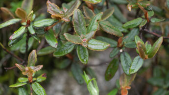 Sikkim plant (Rhododendron)