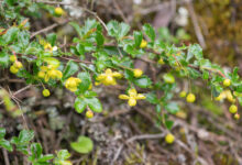 Sikkim plant (Berberis)