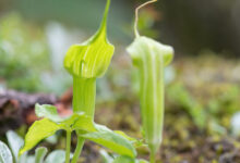 Jacquemont's Cobra Lily (Arisaema jacquemontii)