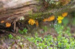 Sikkim fungi (Calocera)