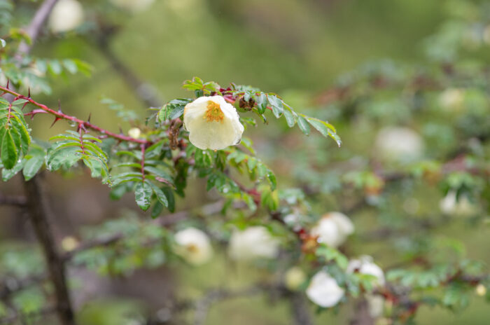 Silky Rose (Rosa sericea)