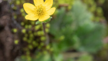Anemonastrum trullifolium