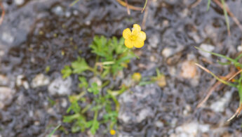 Sikkim plant (Ranunculus)