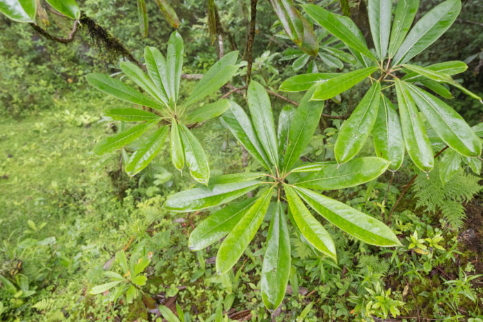 Sikkim plant