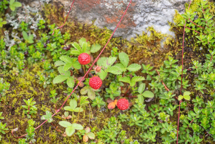 Himalayan Strawberry (Fragaria nubicola)