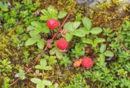 Himalayan Strawberry (Fragaria nubicola)
