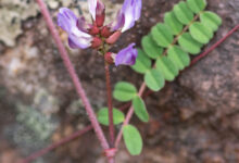Sikkim plant (Faboideae)