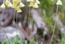 Sikkim Cowslip (Primula sikkimensis)