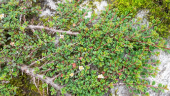 Rockspray Cotoneaster (Cotoneaster microphyllus)