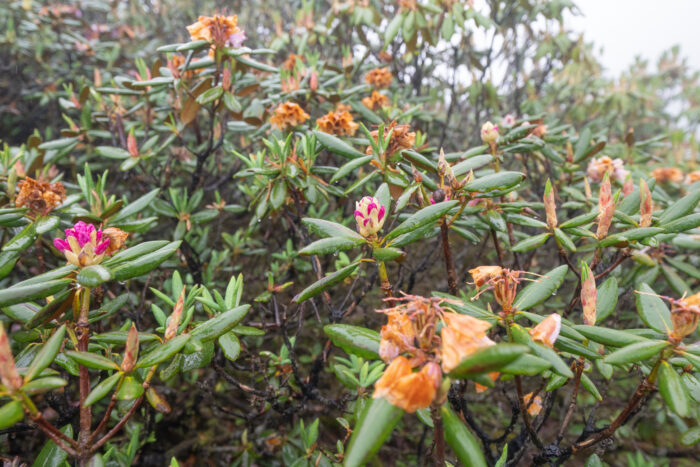 Rhododendron aeruginosum