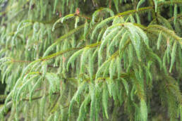 Sikkim Spruce (Picea spinulosa)