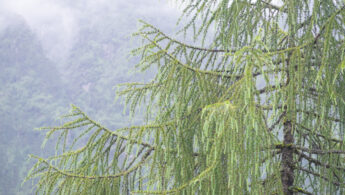 Sikkim Larch (Larix griffithii)