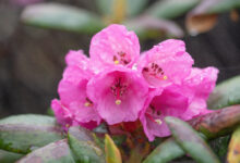 Rhododendron aeruginosum