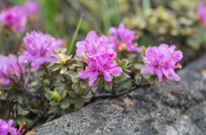 Rhododendron setosum