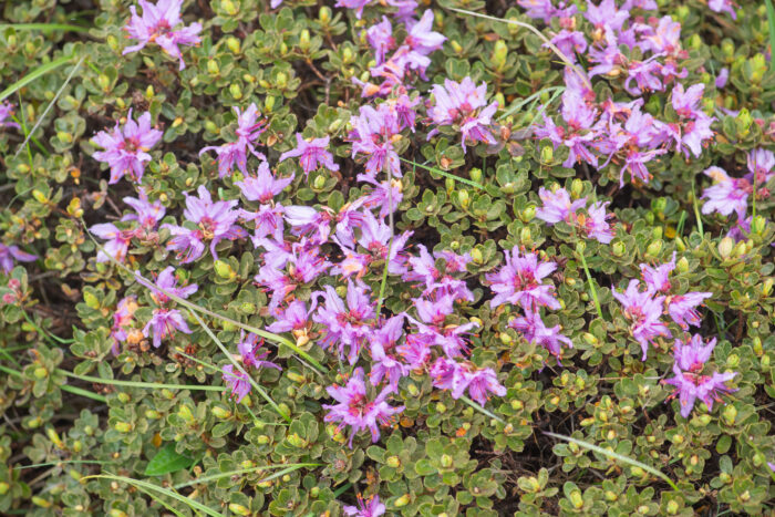 Rhododendron setosum