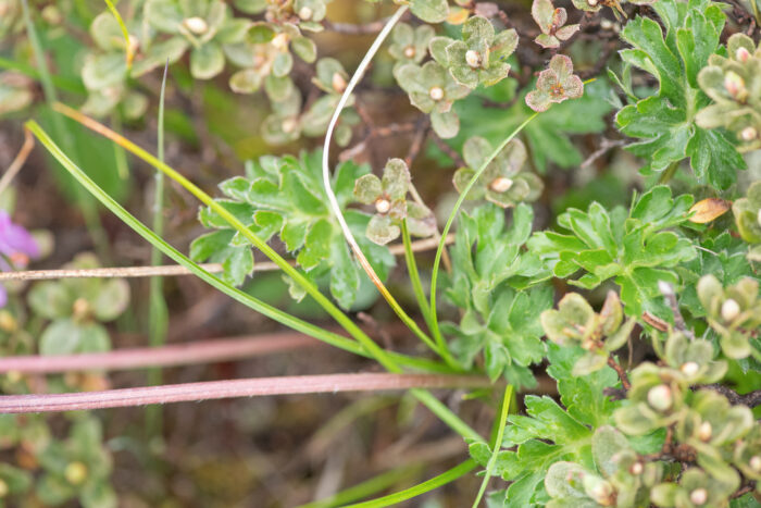 Sikkim plant (Anemone)