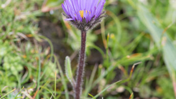 Sikkim plant (Aster)