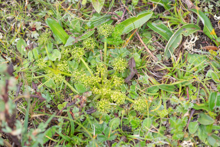 Sikkim plant (Cortia)