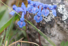 Sikkim plant (Corydalis)