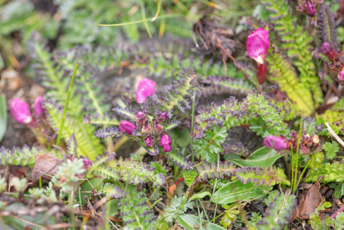 Sikkim plant (Pedicularis)