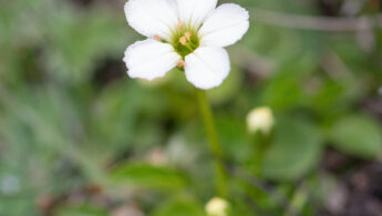 Sikkim plant (Parnassia)