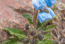 Prickly Blue Poppy (Meconopsis horridula)
