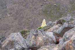 Sikkim Rhubarb (Rheum nobile)