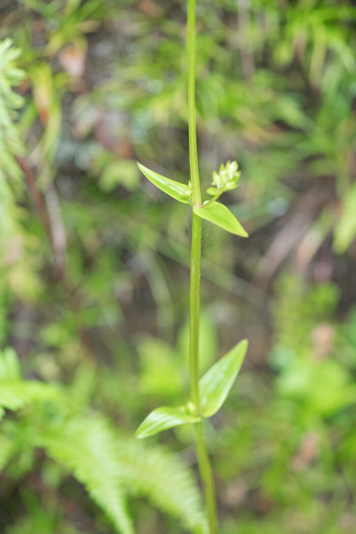 Spurred Gentian (Halenia elliptica)