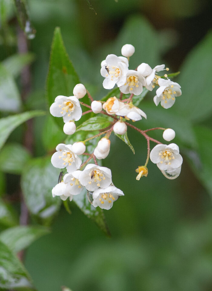 Sikkim plant (Hydrangeaceae)