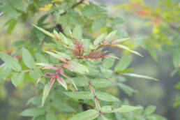 Winged Prickly Ash (Zanthoxylum armatum)