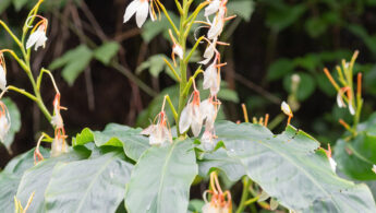 Spiked Ginger Lily (Hedychium spicatum)