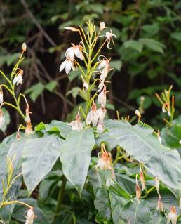 Spiked Ginger Lily (Hedychium spicatum)
